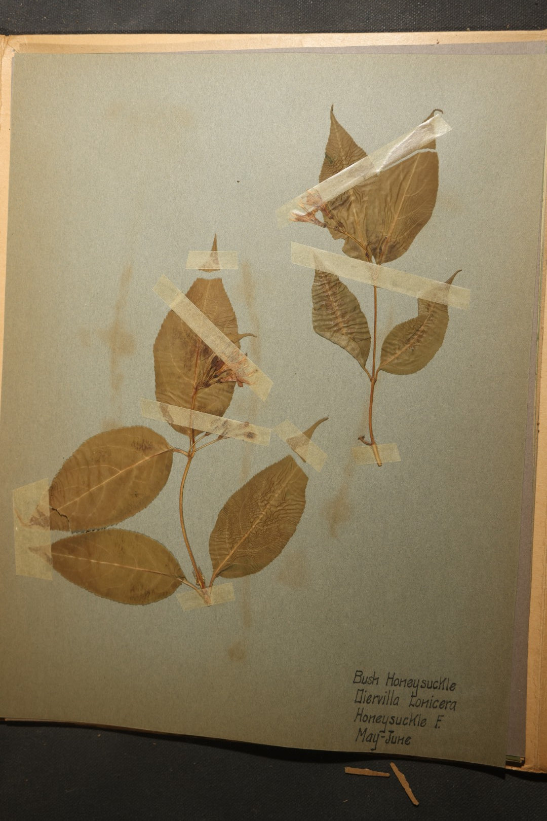 Grouping of five Antique Boy Scout Botany Merit Badge Specimen Collections with Over 100 Pages of Pressed Flowers, Plants, Leaves and Ferns, collected by Commissioner L.E. Sweitzer, Pittsfield, Massachusetts, 1922