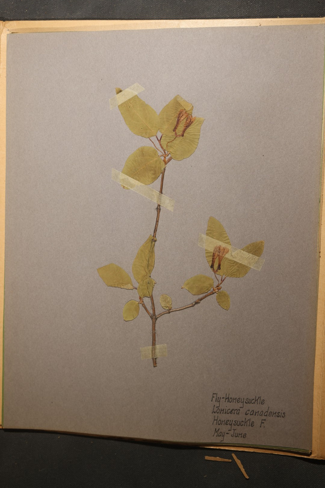 Grouping of five Antique Boy Scout Botany Merit Badge Specimen Collections with Over 100 Pages of Pressed Flowers, Plants, Leaves and Ferns, collected by Commissioner L.E. Sweitzer, Pittsfield, Massachusetts, 1922
