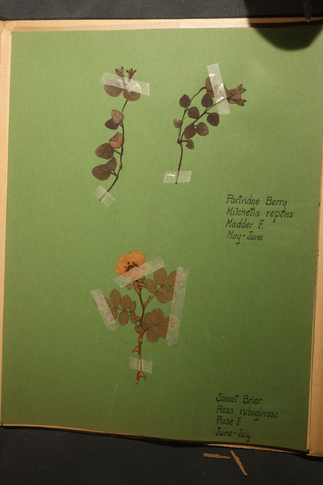 Grouping of five Antique Boy Scout Botany Merit Badge Specimen Collections with Over 100 Pages of Pressed Flowers, Plants, Leaves and Ferns, collected by Commissioner L.E. Sweitzer, Pittsfield, Massachusetts, 1922