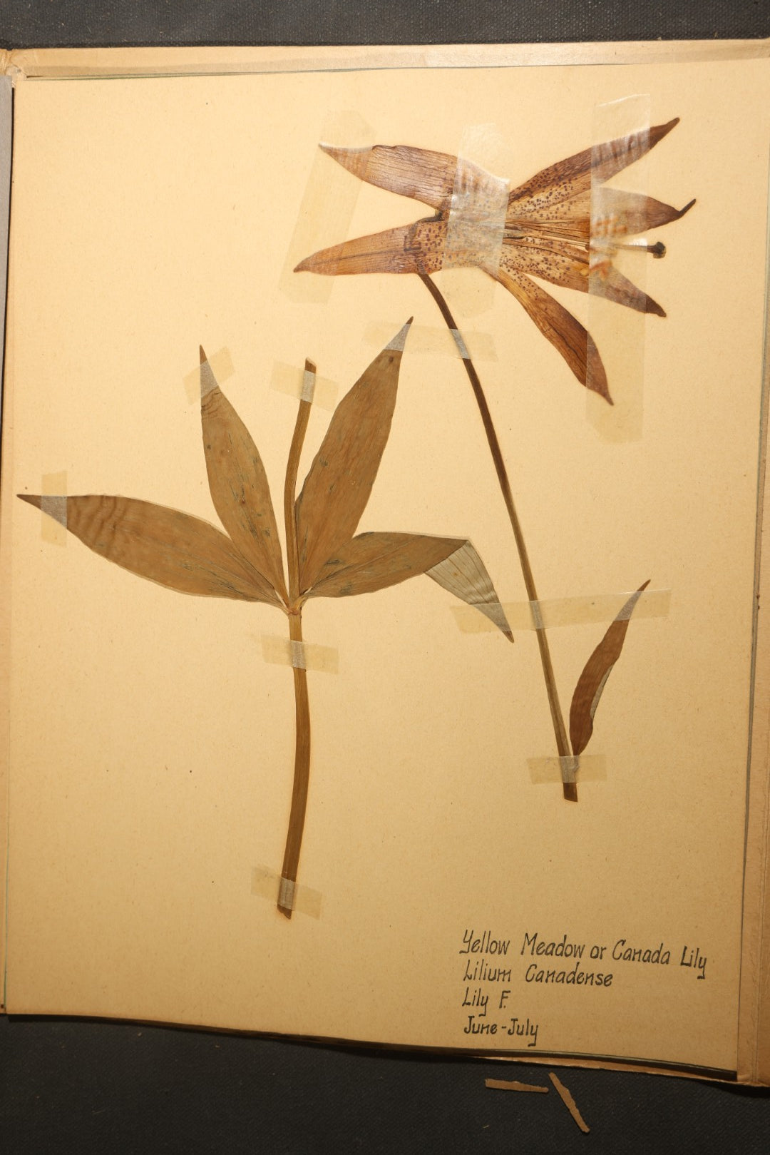 Grouping of five Antique Boy Scout Botany Merit Badge Specimen Collections with Over 100 Pages of Pressed Flowers, Plants, Leaves and Ferns, collected by Commissioner L.E. Sweitzer, Pittsfield, Massachusetts, 1922