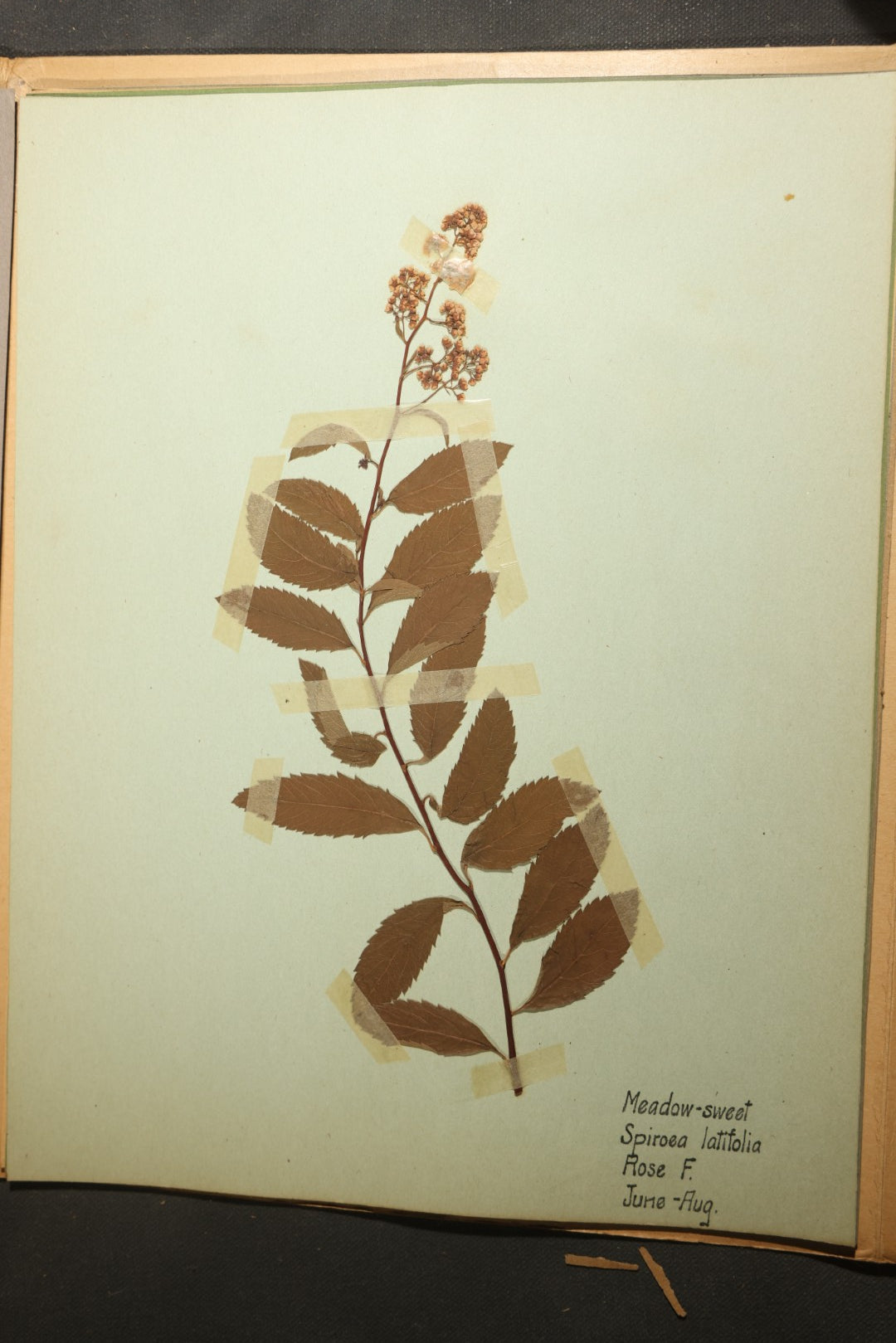 Grouping of five Antique Boy Scout Botany Merit Badge Specimen Collections with Over 100 Pages of Pressed Flowers, Plants, Leaves and Ferns, collected by Commissioner L.E. Sweitzer, Pittsfield, Massachusetts, 1922