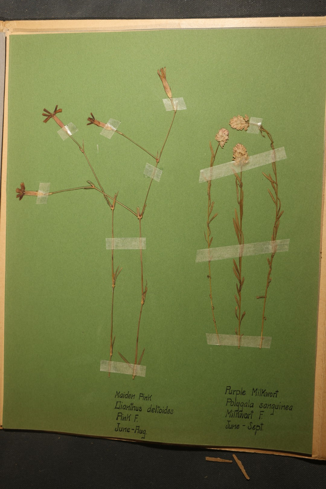 Grouping of five Antique Boy Scout Botany Merit Badge Specimen Collections with Over 100 Pages of Pressed Flowers, Plants, Leaves and Ferns, collected by Commissioner L.E. Sweitzer, Pittsfield, Massachusetts, 1922