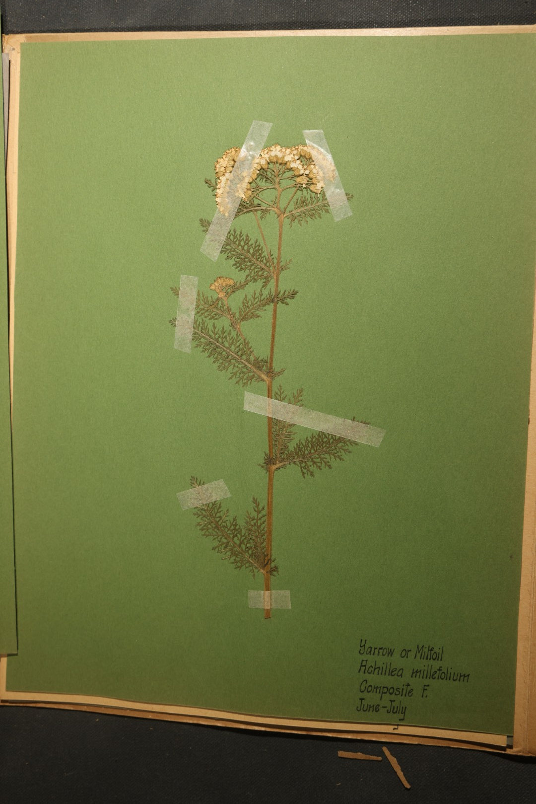 Grouping of five Antique Boy Scout Botany Merit Badge Specimen Collections with Over 100 Pages of Pressed Flowers, Plants, Leaves and Ferns, collected by Commissioner L.E. Sweitzer, Pittsfield, Massachusetts, 1922