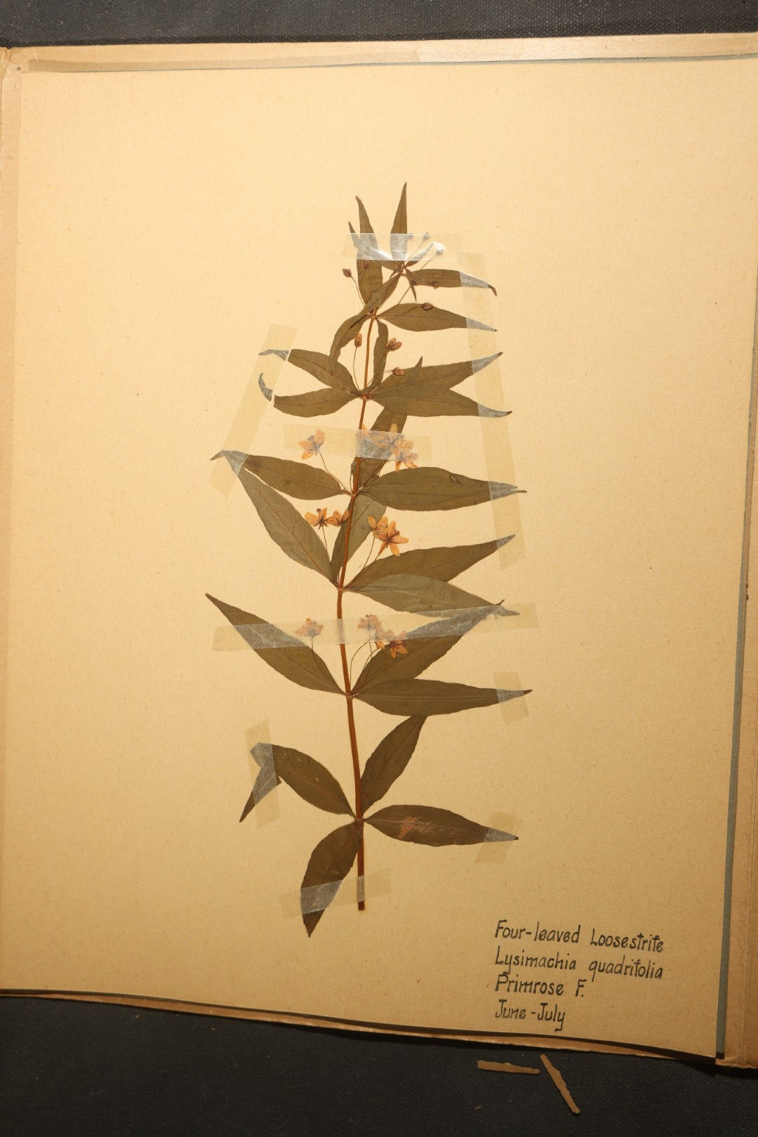 Grouping of five Antique Boy Scout Botany Merit Badge Specimen Collections with Over 100 Pages of Pressed Flowers, Plants, Leaves and Ferns, collected by Commissioner L.E. Sweitzer, Pittsfield, Massachusetts, 1922