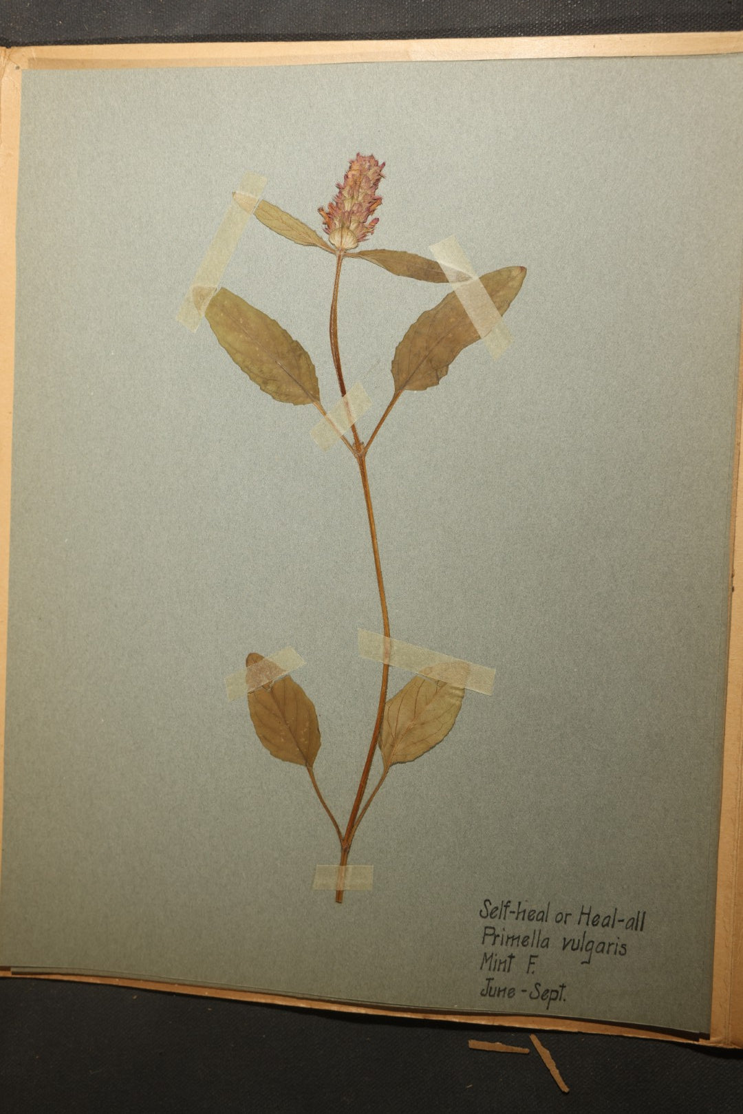 Grouping of five Antique Boy Scout Botany Merit Badge Specimen Collections with Over 100 Pages of Pressed Flowers, Plants, Leaves and Ferns, collected by Commissioner L.E. Sweitzer, Pittsfield, Massachusetts, 1922