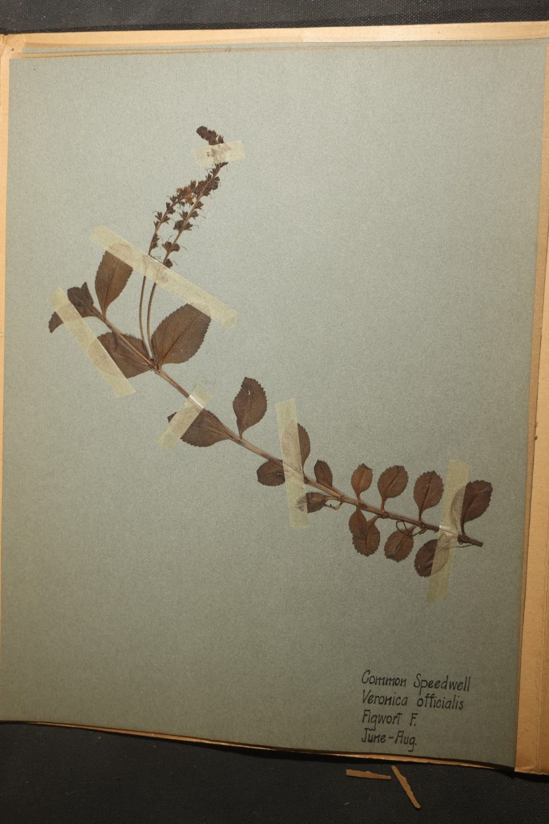 Grouping of five Antique Boy Scout Botany Merit Badge Specimen Collections with Over 100 Pages of Pressed Flowers, Plants, Leaves and Ferns, collected by Commissioner L.E. Sweitzer, Pittsfield, Massachusetts, 1922