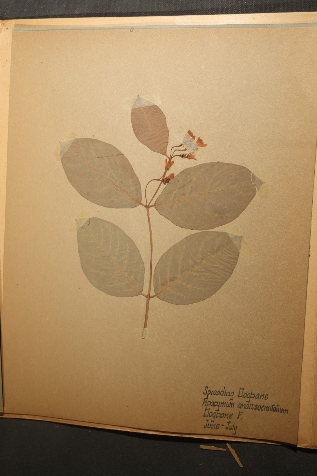 Grouping of five Antique Boy Scout Botany Merit Badge Specimen Collections with Over 100 Pages of Pressed Flowers, Plants, Leaves and Ferns, collected by Commissioner L.E. Sweitzer, Pittsfield, Massachusetts, 1922