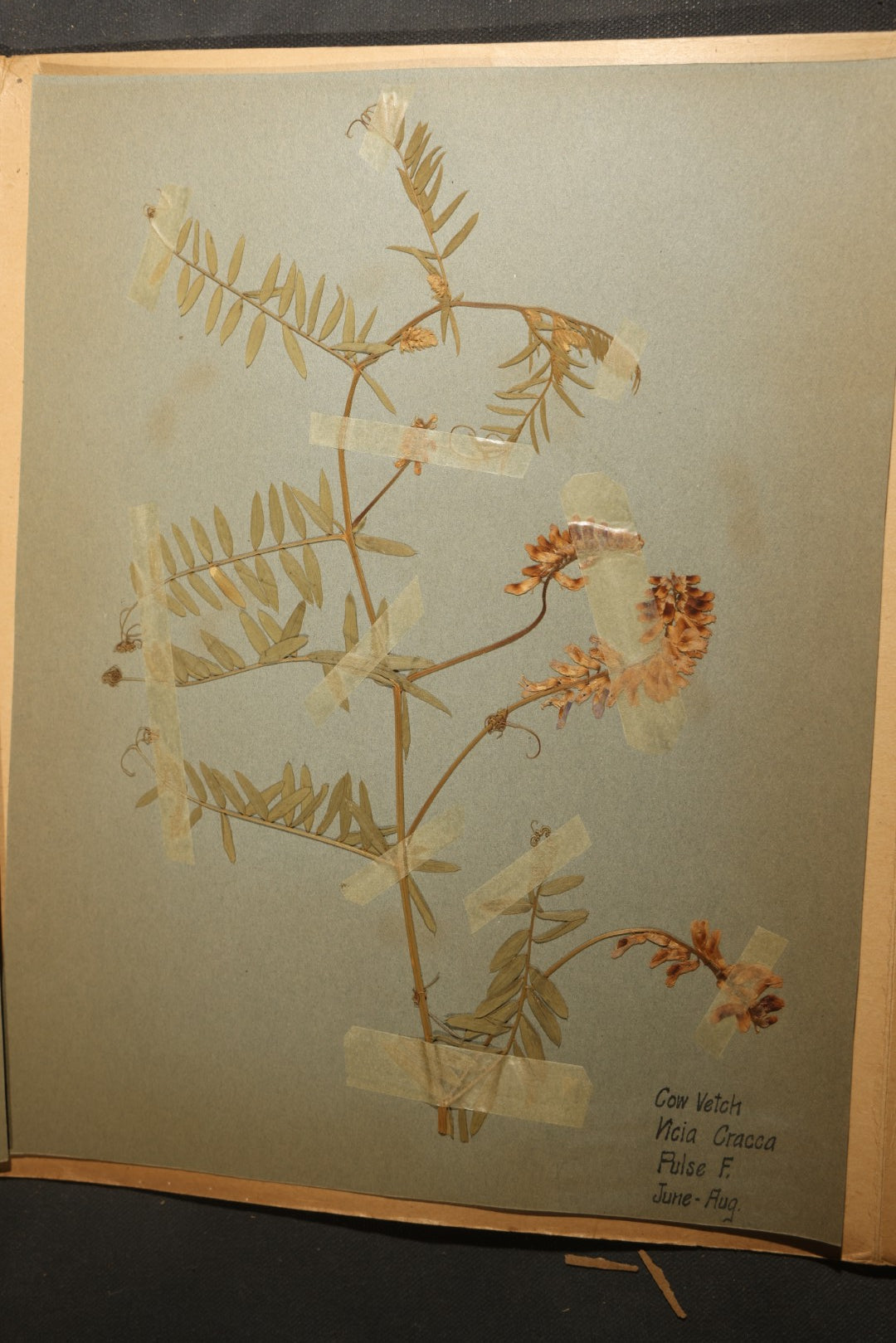 Grouping of five Antique Boy Scout Botany Merit Badge Specimen Collections with Over 100 Pages of Pressed Flowers, Plants, Leaves and Ferns, collected by Commissioner L.E. Sweitzer, Pittsfield, Massachusetts, 1922