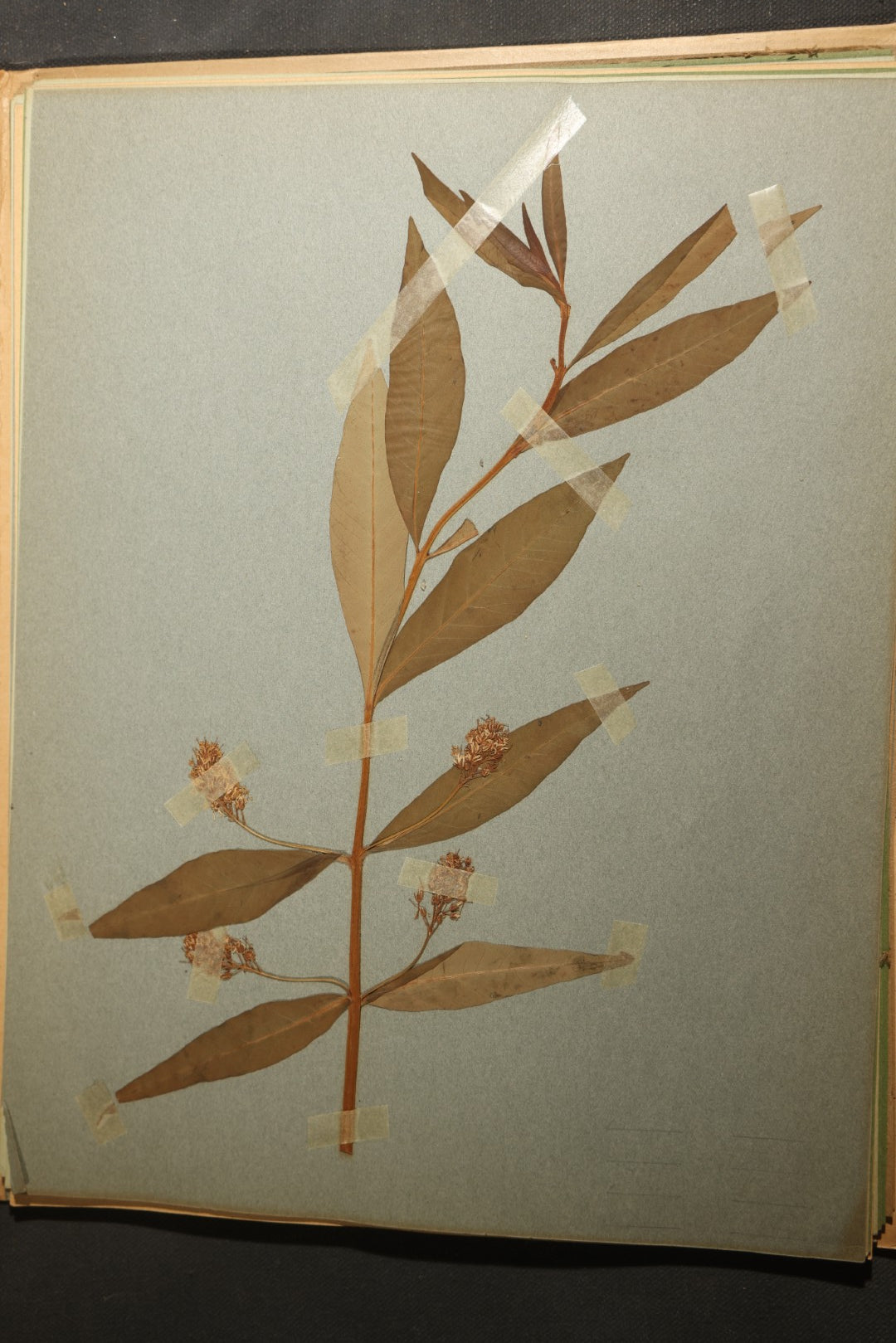 Grouping of five Antique Boy Scout Botany Merit Badge Specimen Collections with Over 100 Pages of Pressed Flowers, Plants, Leaves and Ferns, collected by Commissioner L.E. Sweitzer, Pittsfield, Massachusetts, 1922