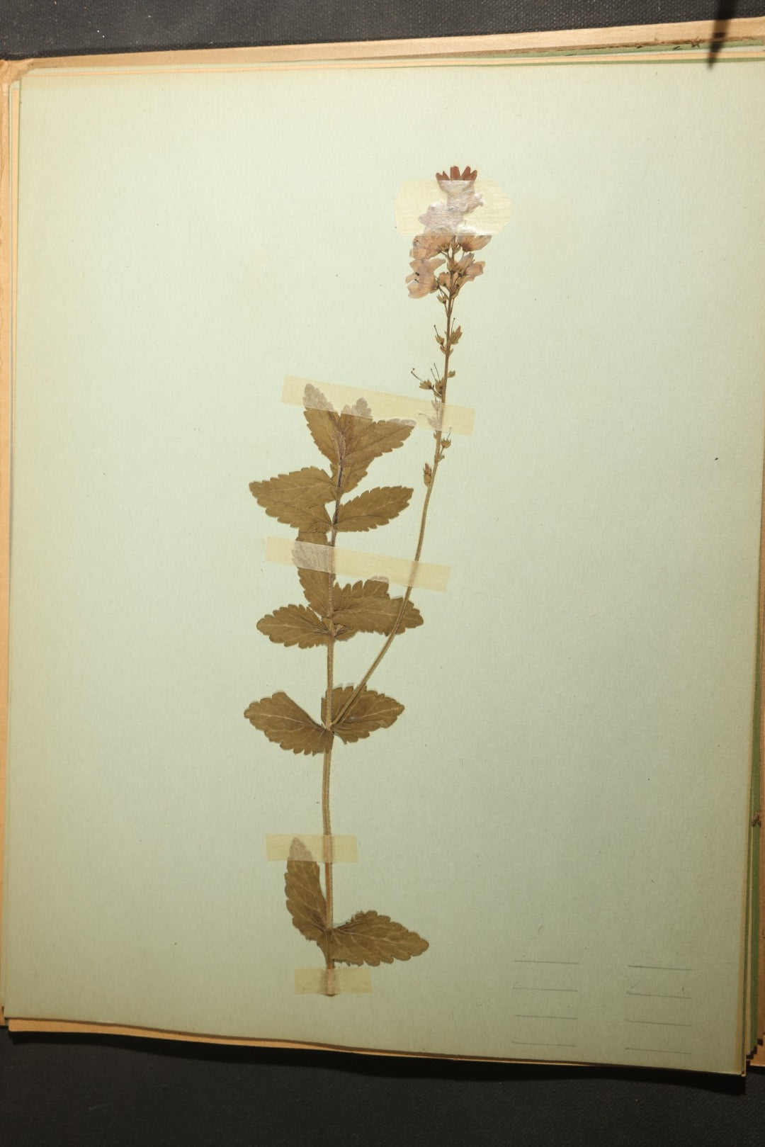 Grouping of five Antique Boy Scout Botany Merit Badge Specimen Collections with Over 100 Pages of Pressed Flowers, Plants, Leaves and Ferns, collected by Commissioner L.E. Sweitzer, Pittsfield, Massachusetts, 1922