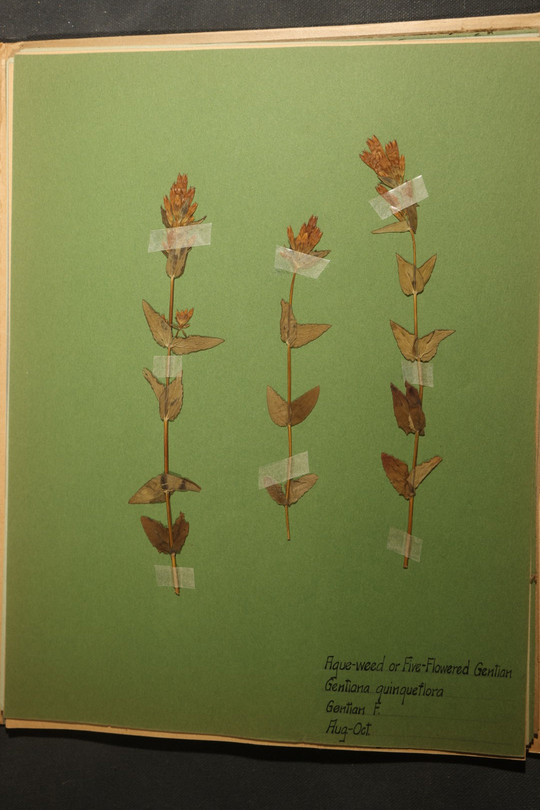 Grouping of five Antique Boy Scout Botany Merit Badge Specimen Collections with Over 100 Pages of Pressed Flowers, Plants, Leaves and Ferns, collected by Commissioner L.E. Sweitzer, Pittsfield, Massachusetts, 1922