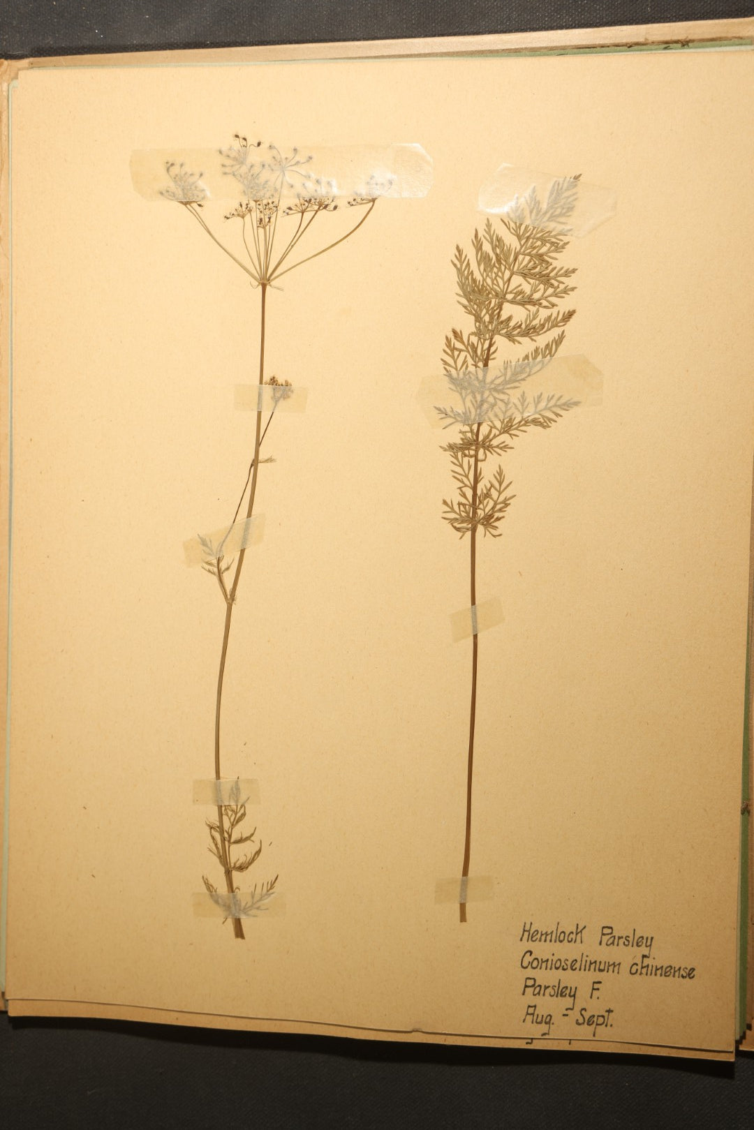 Grouping of five Antique Boy Scout Botany Merit Badge Specimen Collections with Over 100 Pages of Pressed Flowers, Plants, Leaves and Ferns, collected by Commissioner L.E. Sweitzer, Pittsfield, Massachusetts, 1922