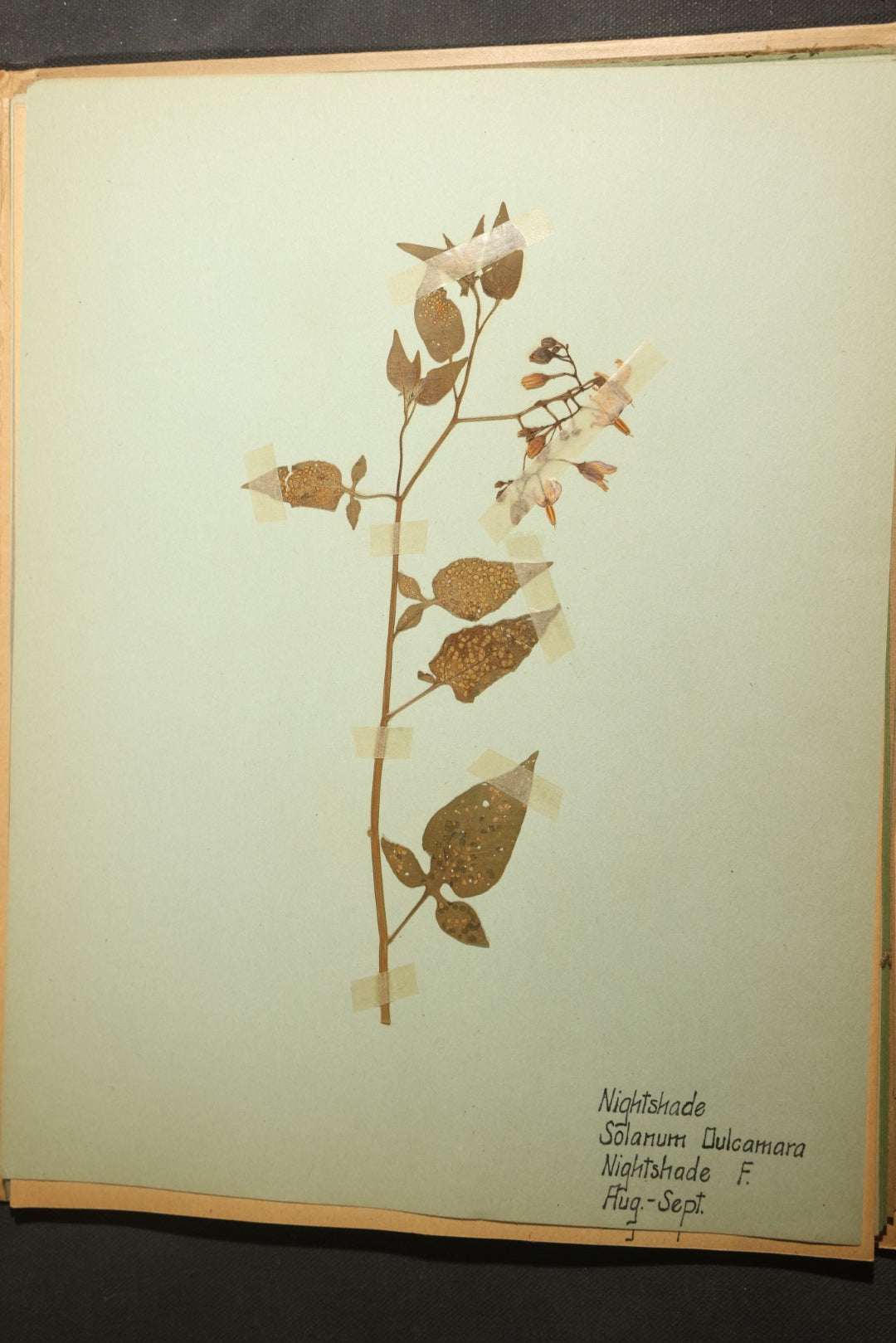 Grouping of five Antique Boy Scout Botany Merit Badge Specimen Collections with Over 100 Pages of Pressed Flowers, Plants, Leaves and Ferns, collected by Commissioner L.E. Sweitzer, Pittsfield, Massachusetts, 1922