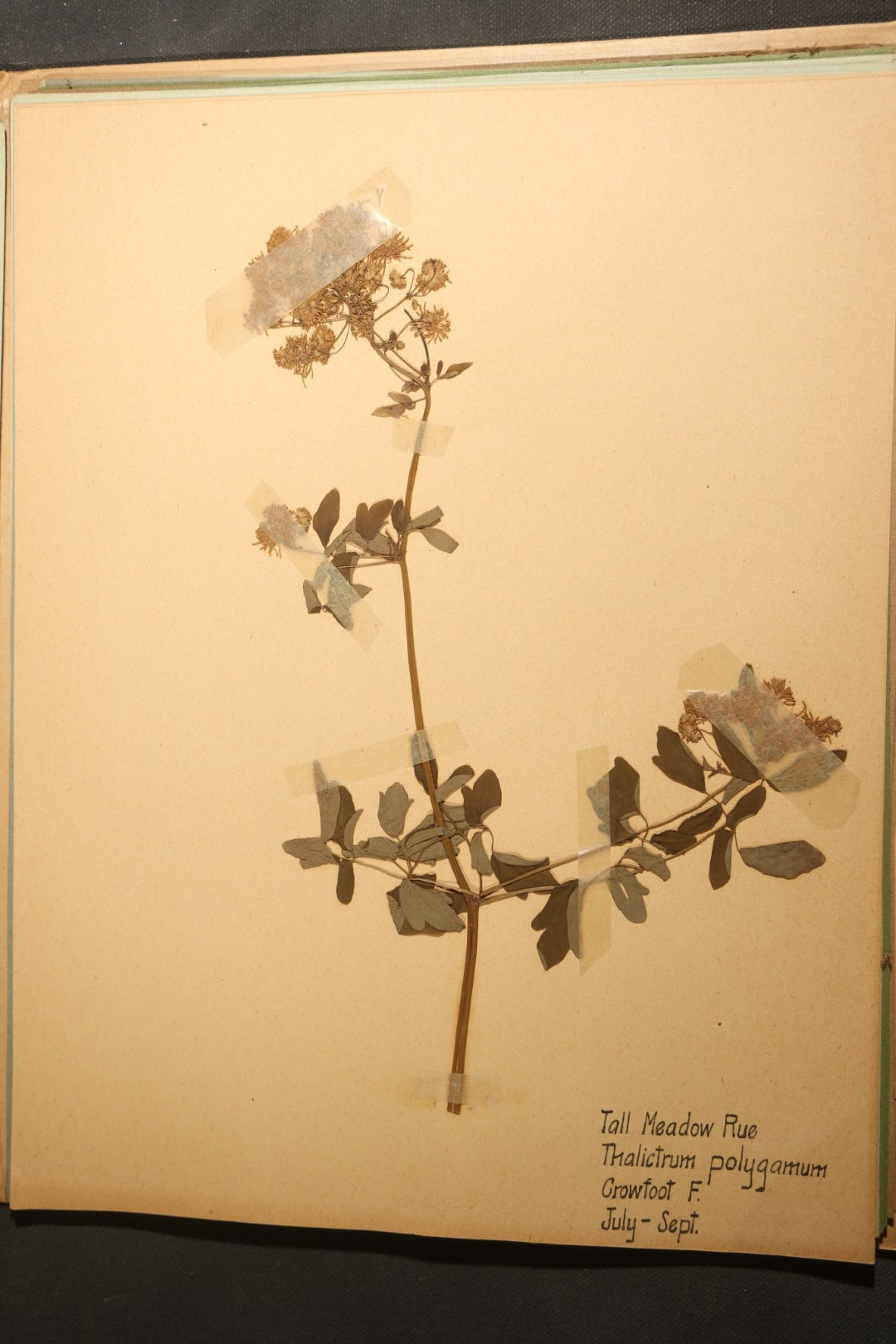 Grouping of five Antique Boy Scout Botany Merit Badge Specimen Collections with Over 100 Pages of Pressed Flowers, Plants, Leaves and Ferns, collected by Commissioner L.E. Sweitzer, Pittsfield, Massachusetts, 1922