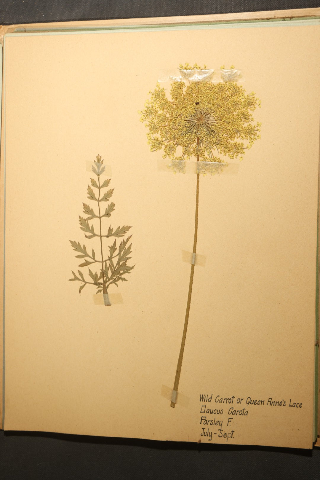 Grouping of five Antique Boy Scout Botany Merit Badge Specimen Collections with Over 100 Pages of Pressed Flowers, Plants, Leaves and Ferns, collected by Commissioner L.E. Sweitzer, Pittsfield, Massachusetts, 1922