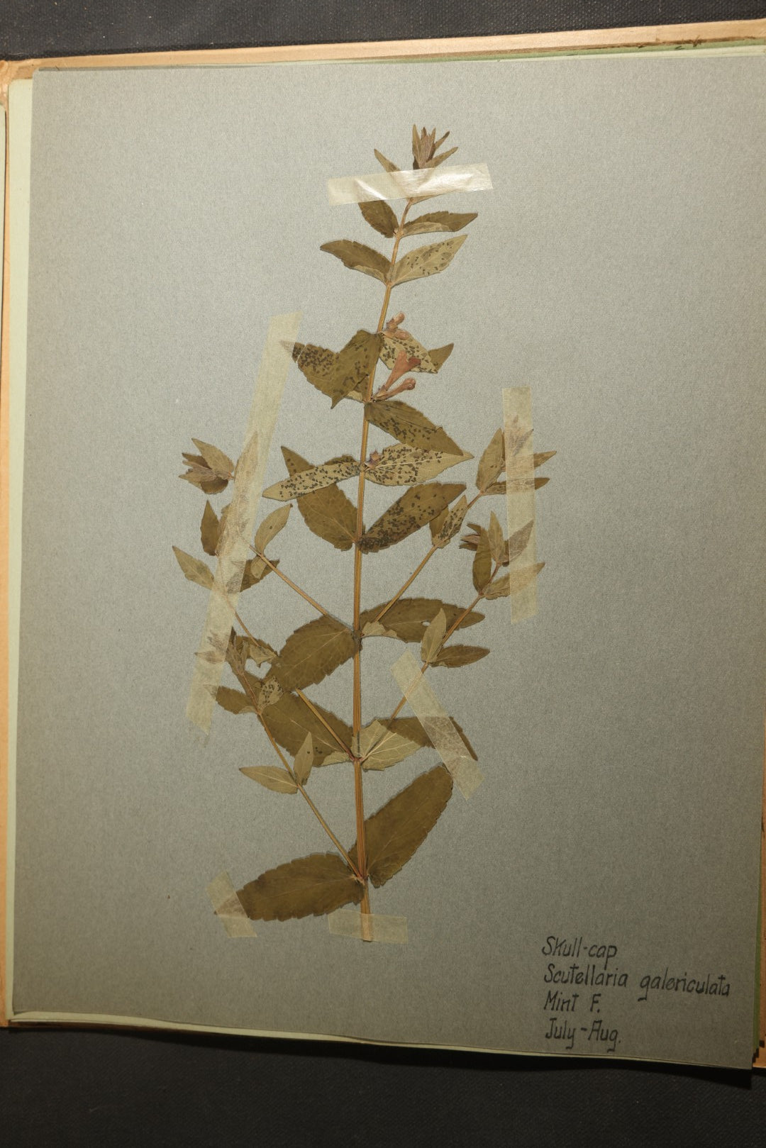Grouping of five Antique Boy Scout Botany Merit Badge Specimen Collections with Over 100 Pages of Pressed Flowers, Plants, Leaves and Ferns, collected by Commissioner L.E. Sweitzer, Pittsfield, Massachusetts, 1922