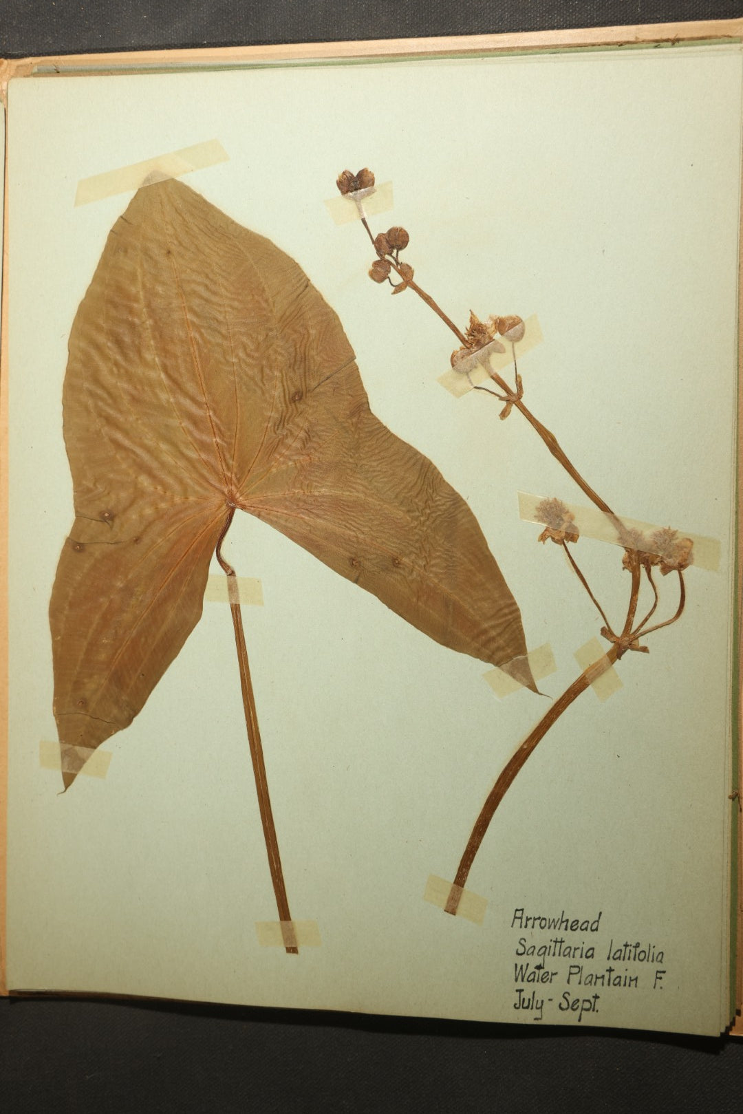 Grouping of five Antique Boy Scout Botany Merit Badge Specimen Collections with Over 100 Pages of Pressed Flowers, Plants, Leaves and Ferns, collected by Commissioner L.E. Sweitzer, Pittsfield, Massachusetts, 1922