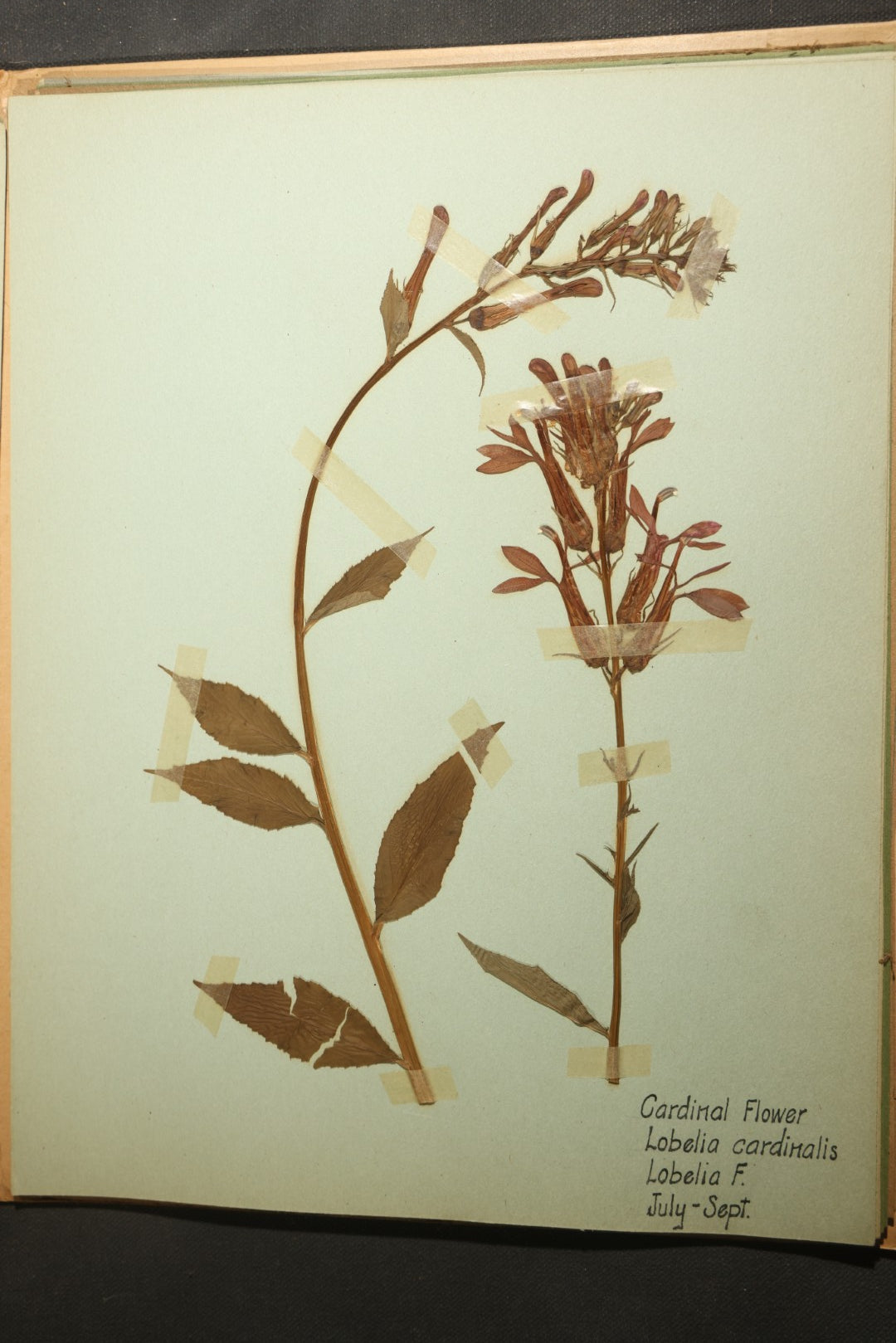 Grouping of five Antique Boy Scout Botany Merit Badge Specimen Collections with Over 100 Pages of Pressed Flowers, Plants, Leaves and Ferns, collected by Commissioner L.E. Sweitzer, Pittsfield, Massachusetts, 1922