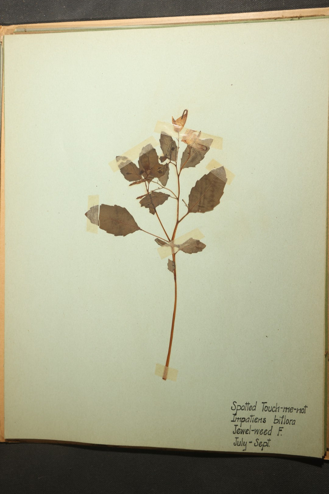 Grouping of five Antique Boy Scout Botany Merit Badge Specimen Collections with Over 100 Pages of Pressed Flowers, Plants, Leaves and Ferns, collected by Commissioner L.E. Sweitzer, Pittsfield, Massachusetts, 1922