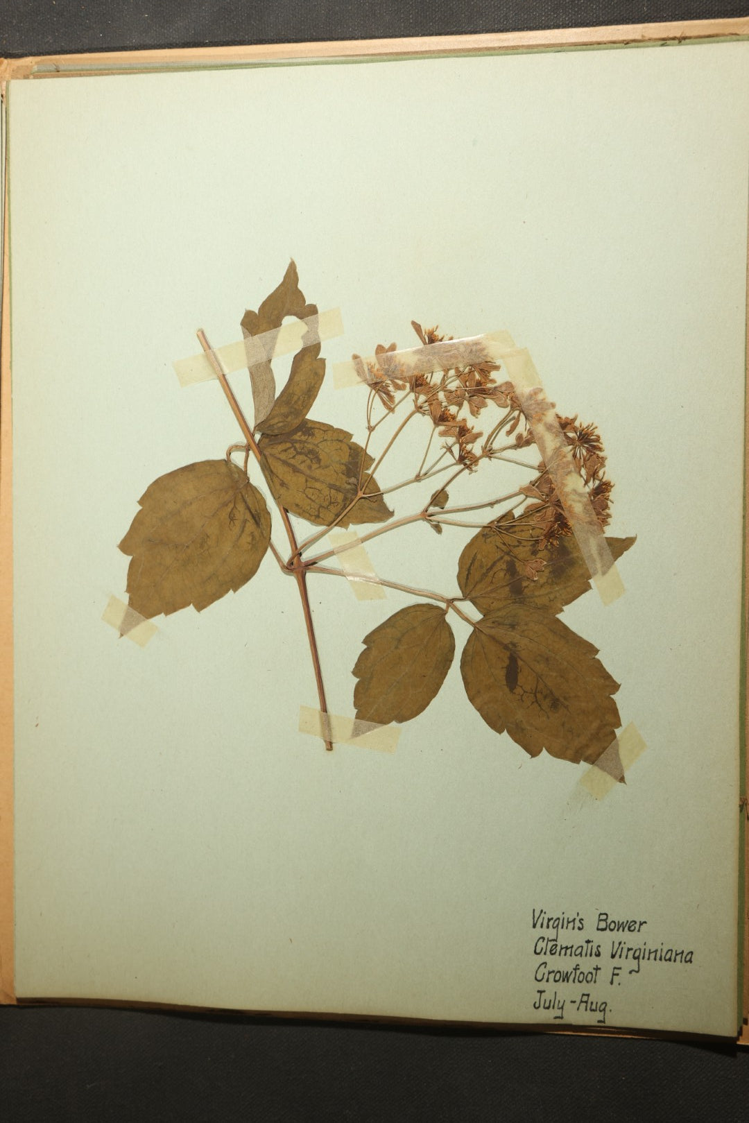Grouping of five Antique Boy Scout Botany Merit Badge Specimen Collections with Over 100 Pages of Pressed Flowers, Plants, Leaves and Ferns, collected by Commissioner L.E. Sweitzer, Pittsfield, Massachusetts, 1922