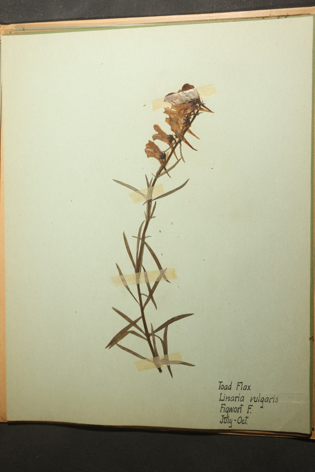 Grouping of five Antique Boy Scout Botany Merit Badge Specimen Collections with Over 100 Pages of Pressed Flowers, Plants, Leaves and Ferns, collected by Commissioner L.E. Sweitzer, Pittsfield, Massachusetts, 1922