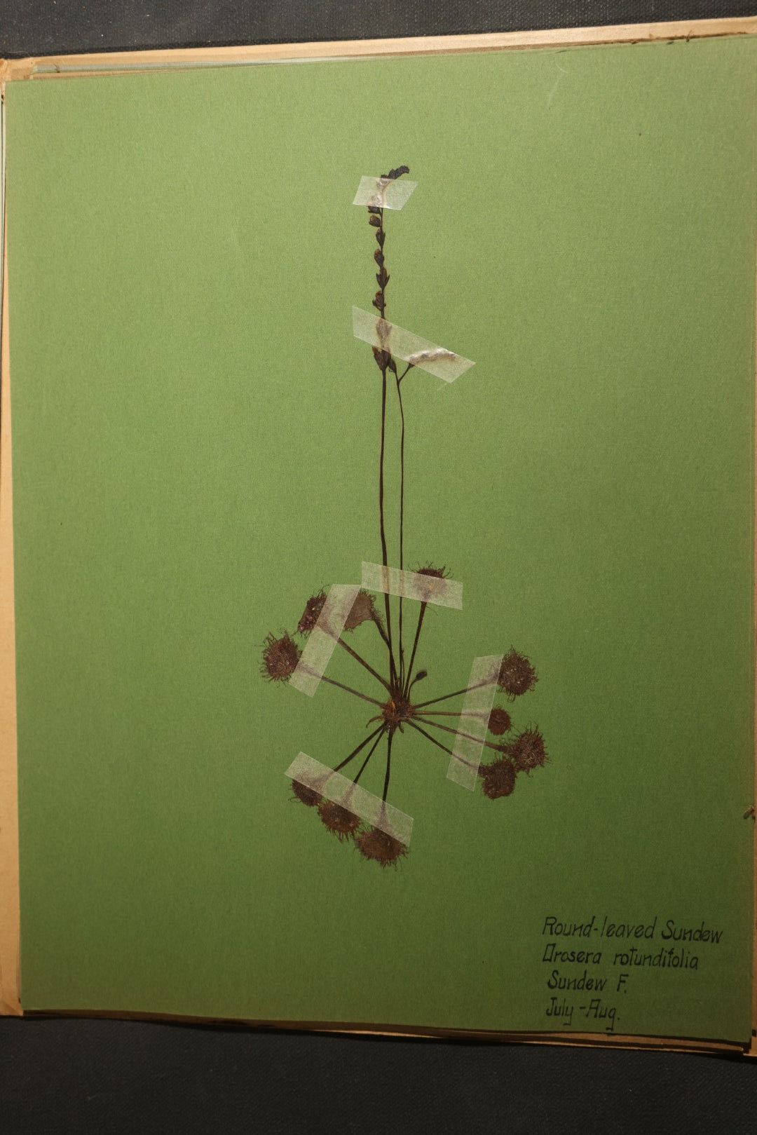 Grouping of five Antique Boy Scout Botany Merit Badge Specimen Collections with Over 100 Pages of Pressed Flowers, Plants, Leaves and Ferns, collected by Commissioner L.E. Sweitzer, Pittsfield, Massachusetts, 1922