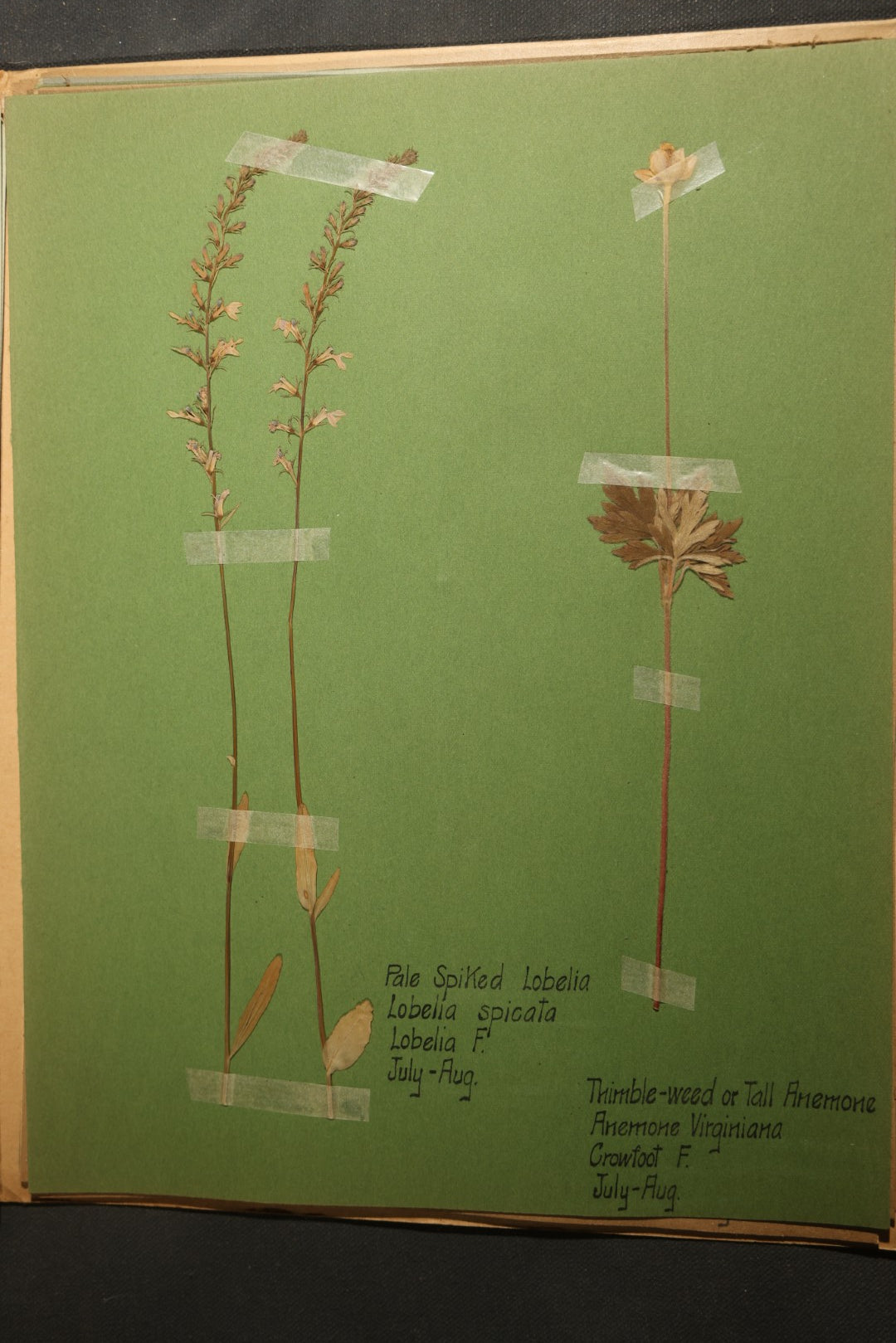 Grouping of five Antique Boy Scout Botany Merit Badge Specimen Collections with Over 100 Pages of Pressed Flowers, Plants, Leaves and Ferns, collected by Commissioner L.E. Sweitzer, Pittsfield, Massachusetts, 1922