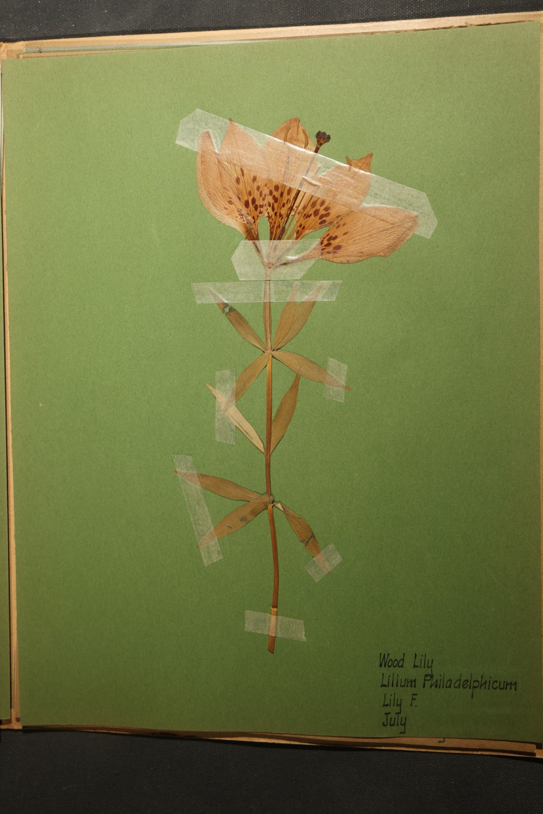 Grouping of five Antique Boy Scout Botany Merit Badge Specimen Collections with Over 100 Pages of Pressed Flowers, Plants, Leaves and Ferns, collected by Commissioner L.E. Sweitzer, Pittsfield, Massachusetts, 1922