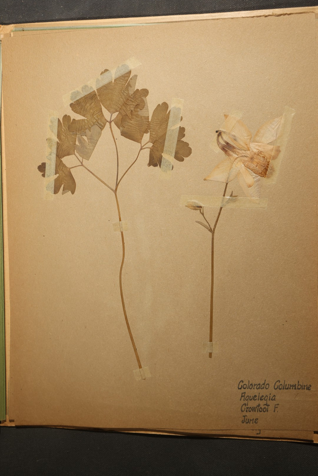 Grouping of five Antique Boy Scout Botany Merit Badge Specimen Collections with Over 100 Pages of Pressed Flowers, Plants, Leaves and Ferns, collected by Commissioner L.E. Sweitzer, Pittsfield, Massachusetts, 1922