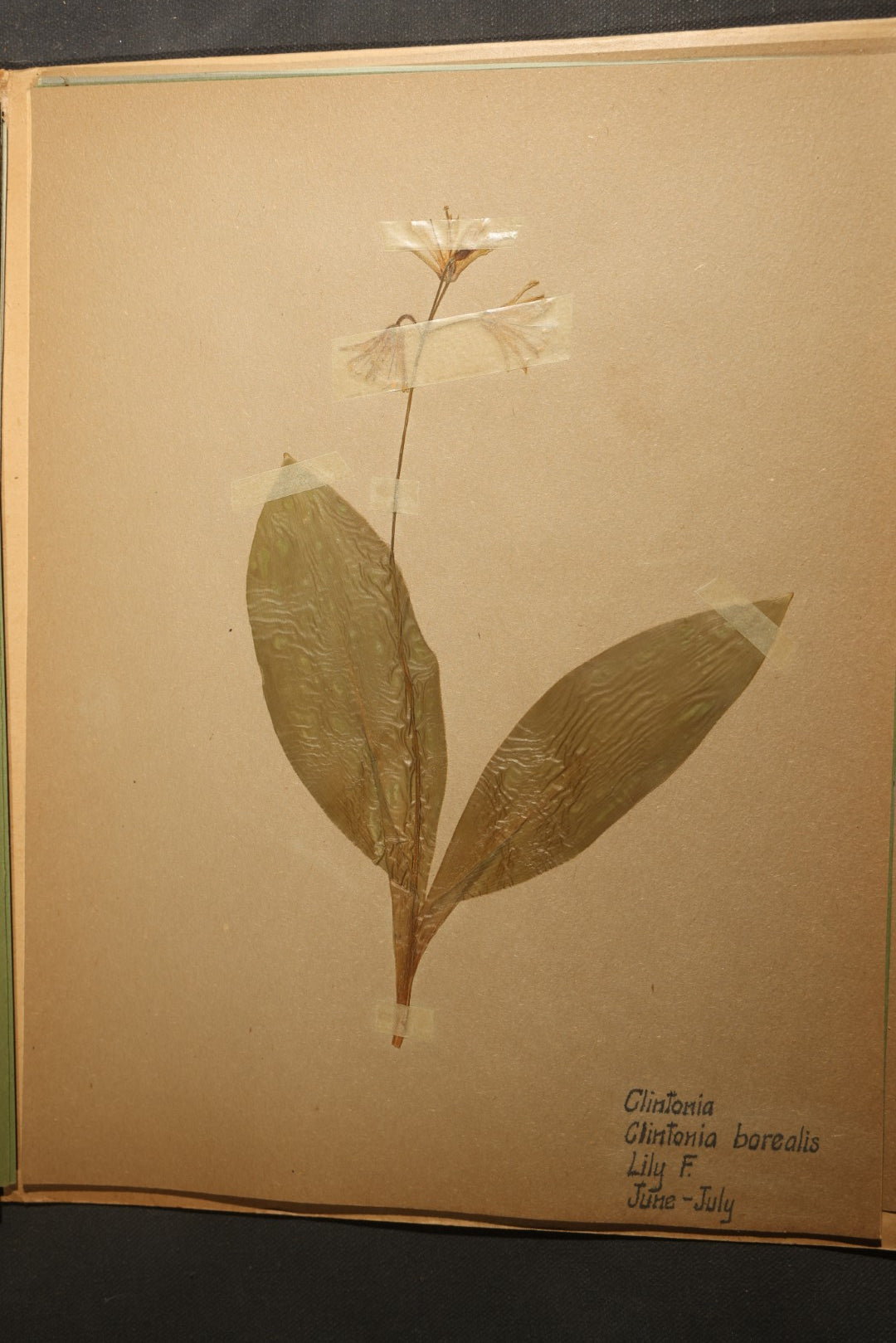 Grouping of five Antique Boy Scout Botany Merit Badge Specimen Collections with Over 100 Pages of Pressed Flowers, Plants, Leaves and Ferns, collected by Commissioner L.E. Sweitzer, Pittsfield, Massachusetts, 1922