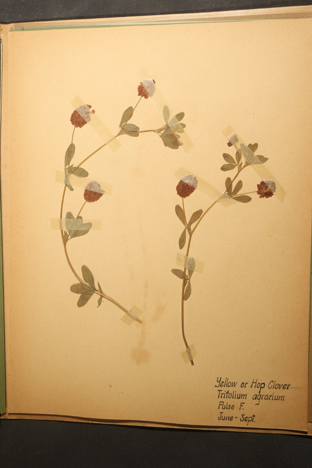Grouping of five Antique Boy Scout Botany Merit Badge Specimen Collections with Over 100 Pages of Pressed Flowers, Plants, Leaves and Ferns, collected by Commissioner L.E. Sweitzer, Pittsfield, Massachusetts, 1922