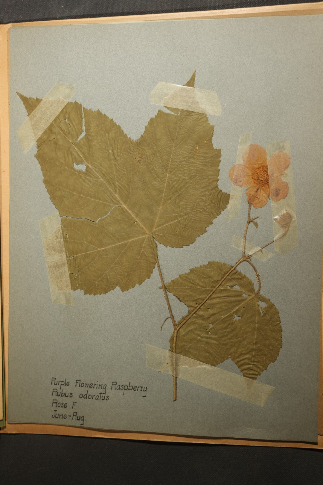 Grouping of five Antique Boy Scout Botany Merit Badge Specimen Collections with Over 100 Pages of Pressed Flowers, Plants, Leaves and Ferns, collected by Commissioner L.E. Sweitzer, Pittsfield, Massachusetts, 1922