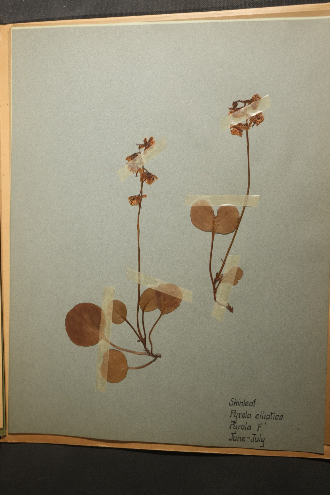 Grouping of five Antique Boy Scout Botany Merit Badge Specimen Collections with Over 100 Pages of Pressed Flowers, Plants, Leaves and Ferns, collected by Commissioner L.E. Sweitzer, Pittsfield, Massachusetts, 1922