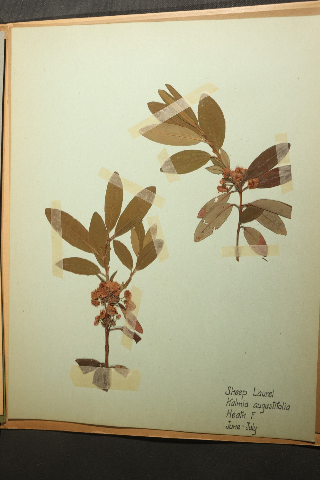 Grouping of five Antique Boy Scout Botany Merit Badge Specimen Collections with Over 100 Pages of Pressed Flowers, Plants, Leaves and Ferns, collected by Commissioner L.E. Sweitzer, Pittsfield, Massachusetts, 1922