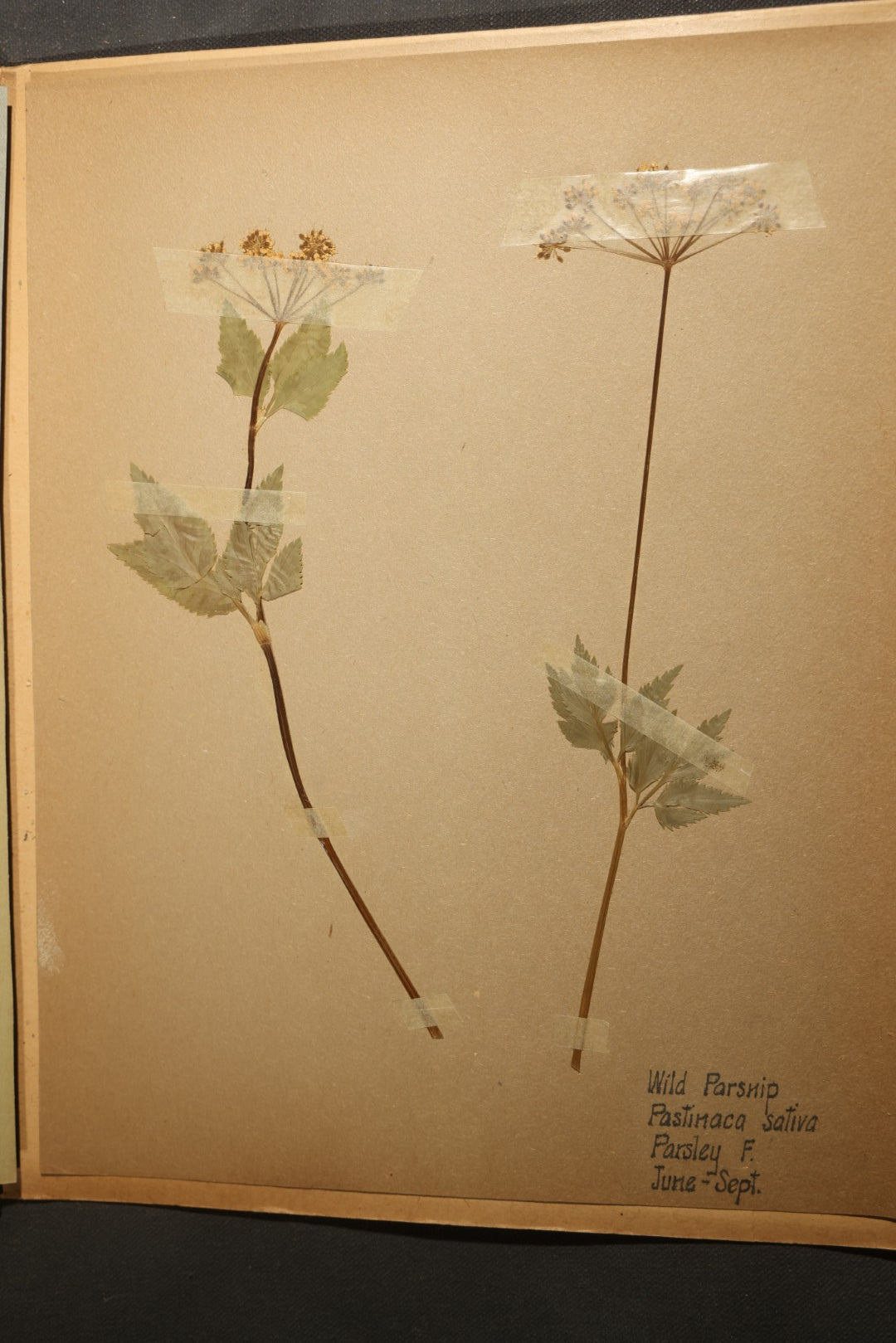 Grouping of five Antique Boy Scout Botany Merit Badge Specimen Collections with Over 100 Pages of Pressed Flowers, Plants, Leaves and Ferns, collected by Commissioner L.E. Sweitzer, Pittsfield, Massachusetts, 1922