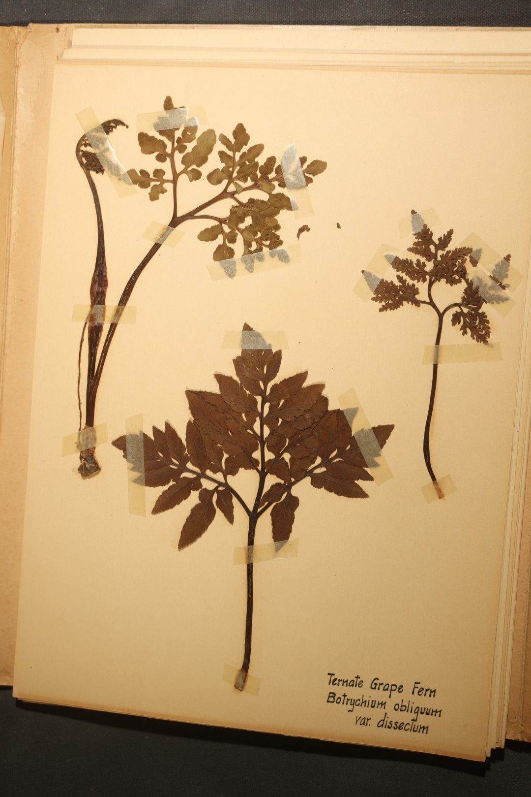 Grouping of five Antique Boy Scout Botany Merit Badge Specimen Collections with Over 100 Pages of Pressed Flowers, Plants, Leaves and Ferns, collected by Commissioner L.E. Sweitzer, Pittsfield, Massachusetts, 1922