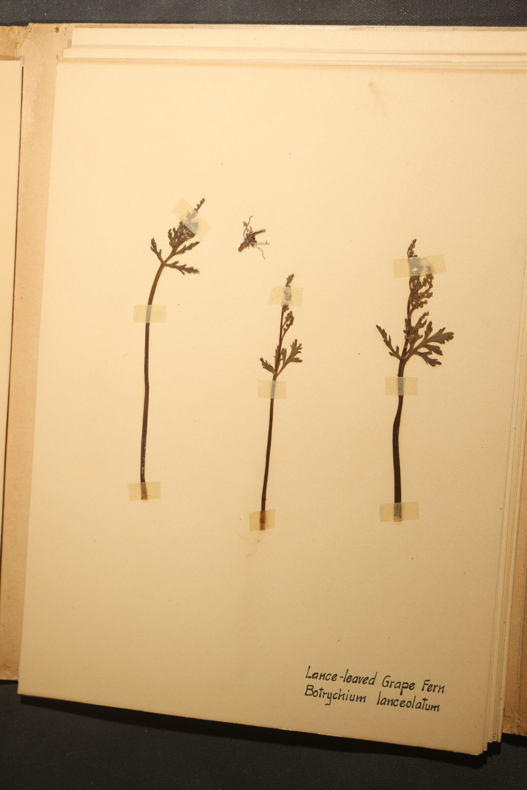 Grouping of five Antique Boy Scout Botany Merit Badge Specimen Collections with Over 100 Pages of Pressed Flowers, Plants, Leaves and Ferns, collected by Commissioner L.E. Sweitzer, Pittsfield, Massachusetts, 1922