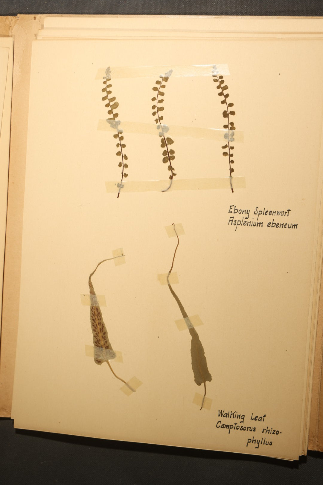 Grouping of five Antique Boy Scout Botany Merit Badge Specimen Collections with Over 100 Pages of Pressed Flowers, Plants, Leaves and Ferns, collected by Commissioner L.E. Sweitzer, Pittsfield, Massachusetts, 1922