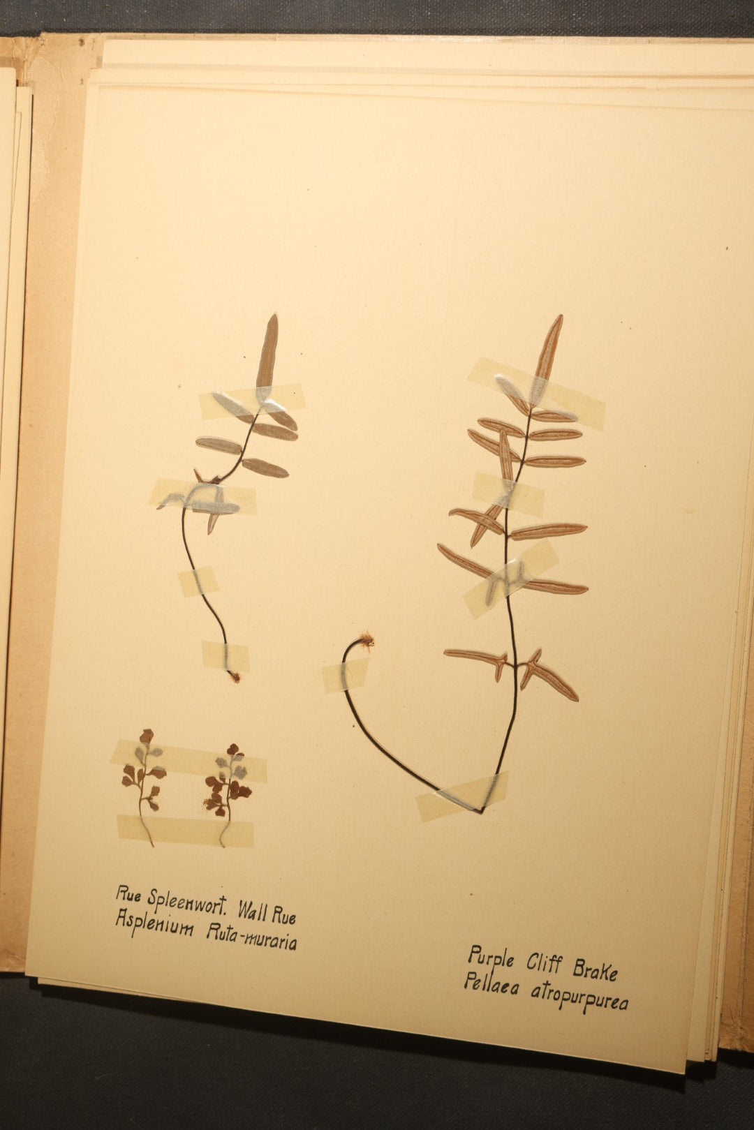 Grouping of five Antique Boy Scout Botany Merit Badge Specimen Collections with Over 100 Pages of Pressed Flowers, Plants, Leaves and Ferns, collected by Commissioner L.E. Sweitzer, Pittsfield, Massachusetts, 1922