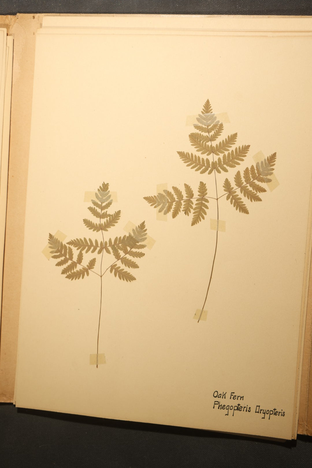 Grouping of five Antique Boy Scout Botany Merit Badge Specimen Collections with Over 100 Pages of Pressed Flowers, Plants, Leaves and Ferns, collected by Commissioner L.E. Sweitzer, Pittsfield, Massachusetts, 1922