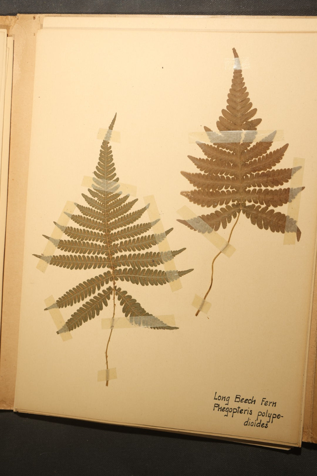 Grouping of five Antique Boy Scout Botany Merit Badge Specimen Collections with Over 100 Pages of Pressed Flowers, Plants, Leaves and Ferns, collected by Commissioner L.E. Sweitzer, Pittsfield, Massachusetts, 1922