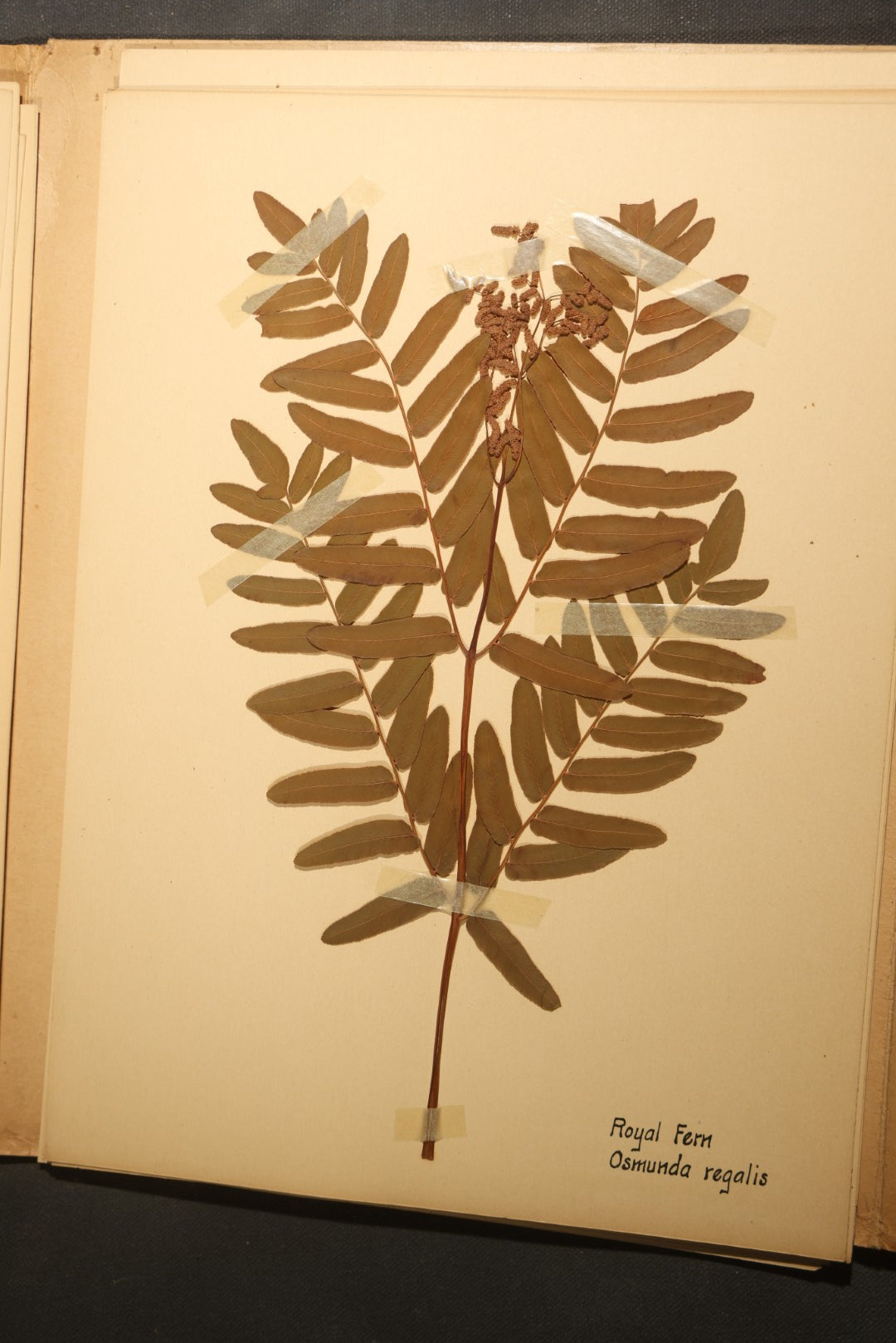 Grouping of five Antique Boy Scout Botany Merit Badge Specimen Collections with Over 100 Pages of Pressed Flowers, Plants, Leaves and Ferns, collected by Commissioner L.E. Sweitzer, Pittsfield, Massachusetts, 1922