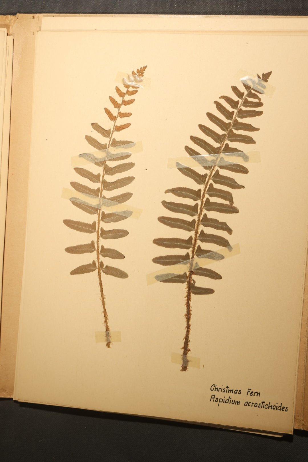 Grouping of five Antique Boy Scout Botany Merit Badge Specimen Collections with Over 100 Pages of Pressed Flowers, Plants, Leaves and Ferns, collected by Commissioner L.E. Sweitzer, Pittsfield, Massachusetts, 1922