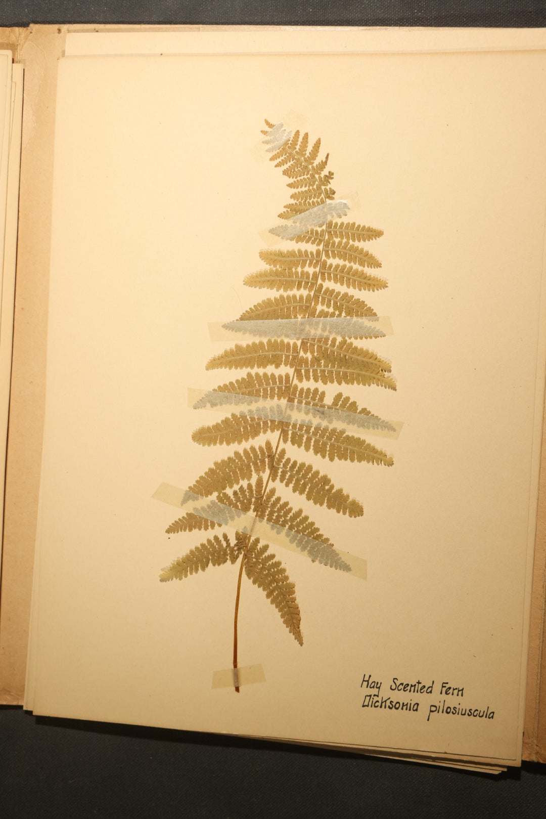 Grouping of five Antique Boy Scout Botany Merit Badge Specimen Collections with Over 100 Pages of Pressed Flowers, Plants, Leaves and Ferns, collected by Commissioner L.E. Sweitzer, Pittsfield, Massachusetts, 1922