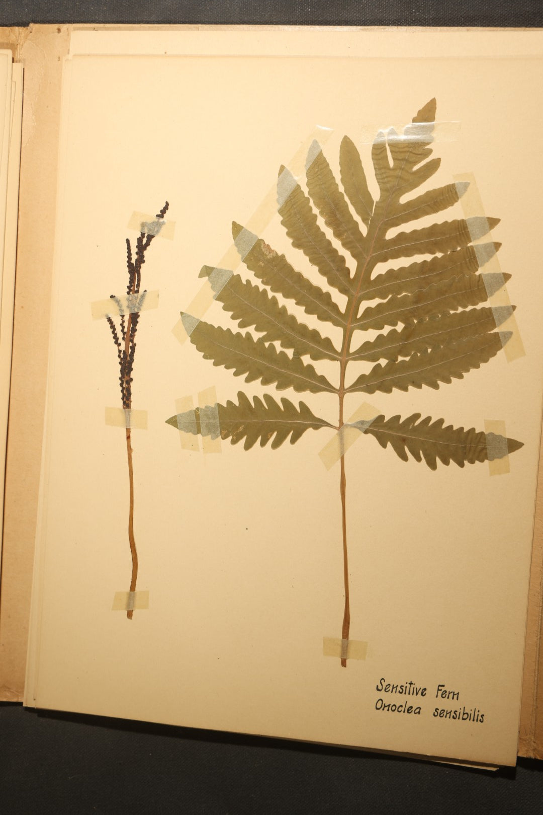 Grouping of five Antique Boy Scout Botany Merit Badge Specimen Collections with Over 100 Pages of Pressed Flowers, Plants, Leaves and Ferns, collected by Commissioner L.E. Sweitzer, Pittsfield, Massachusetts, 1922