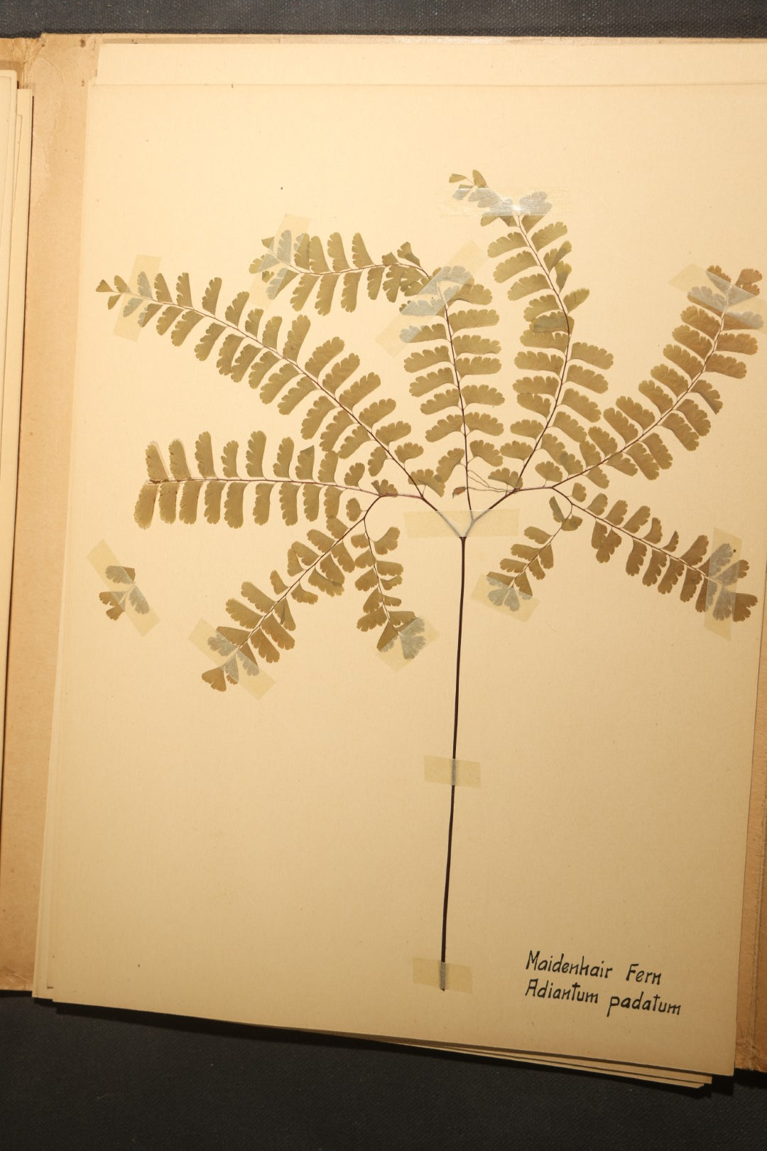 Grouping of five Antique Boy Scout Botany Merit Badge Specimen Collections with Over 100 Pages of Pressed Flowers, Plants, Leaves and Ferns, collected by Commissioner L.E. Sweitzer, Pittsfield, Massachusetts, 1922
