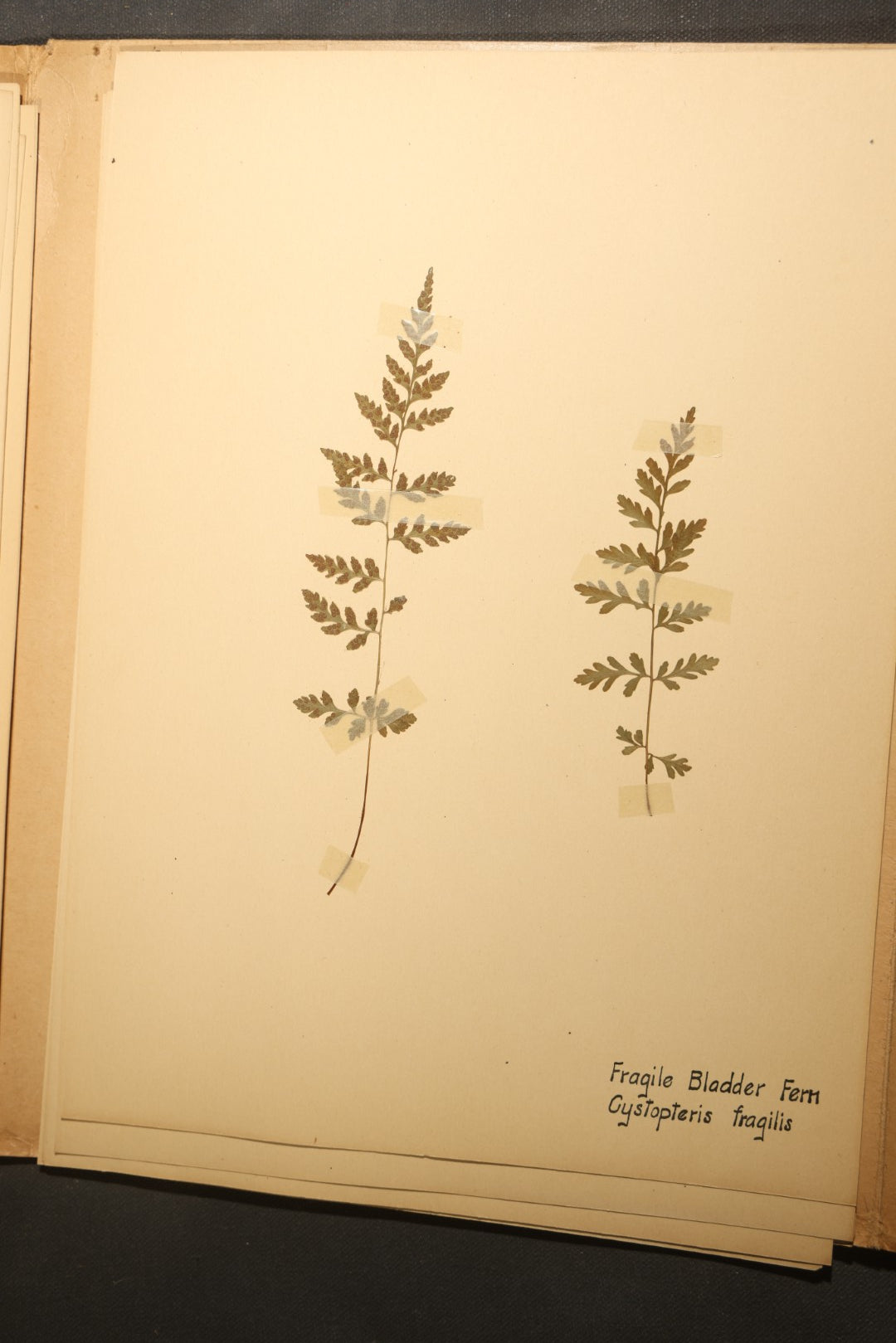 Grouping of five Antique Boy Scout Botany Merit Badge Specimen Collections with Over 100 Pages of Pressed Flowers, Plants, Leaves and Ferns, collected by Commissioner L.E. Sweitzer, Pittsfield, Massachusetts, 1922