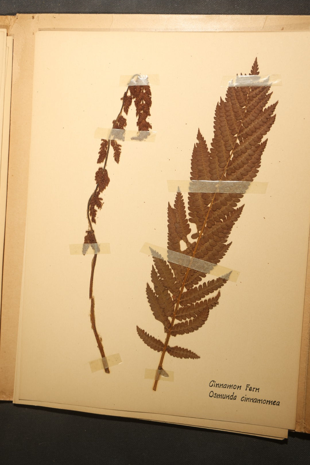 Grouping of five Antique Boy Scout Botany Merit Badge Specimen Collections with Over 100 Pages of Pressed Flowers, Plants, Leaves and Ferns, collected by Commissioner L.E. Sweitzer, Pittsfield, Massachusetts, 1922