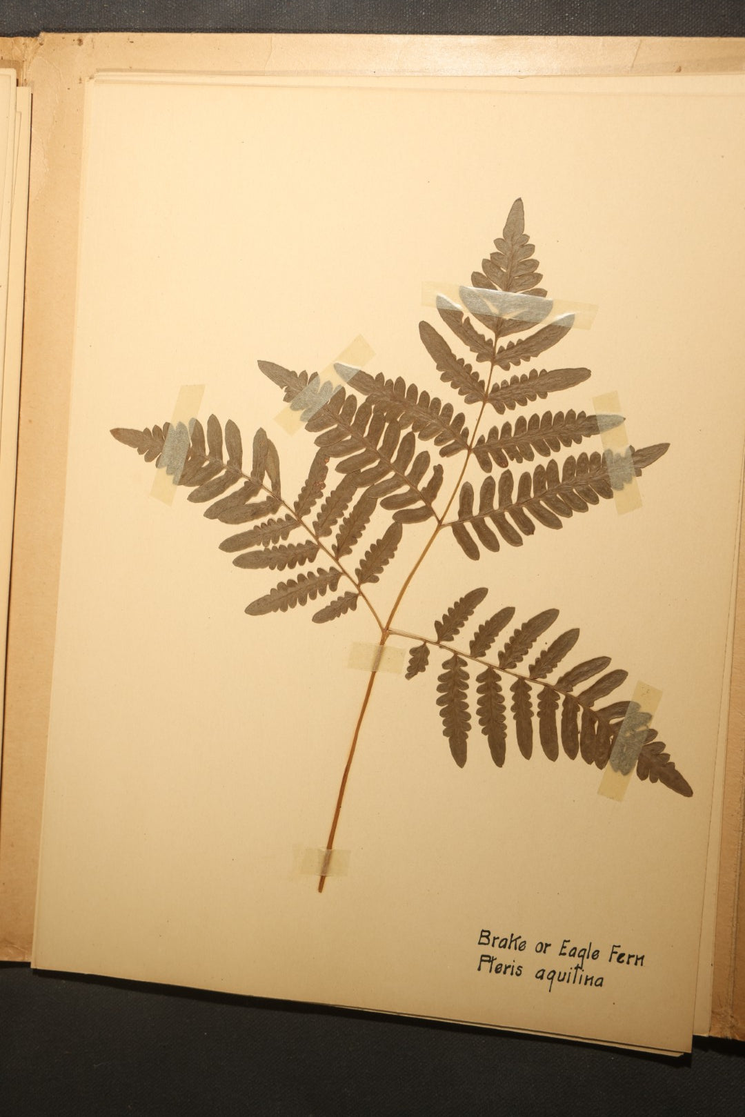 Grouping of five Antique Boy Scout Botany Merit Badge Specimen Collections with Over 100 Pages of Pressed Flowers, Plants, Leaves and Ferns, collected by Commissioner L.E. Sweitzer, Pittsfield, Massachusetts, 1922