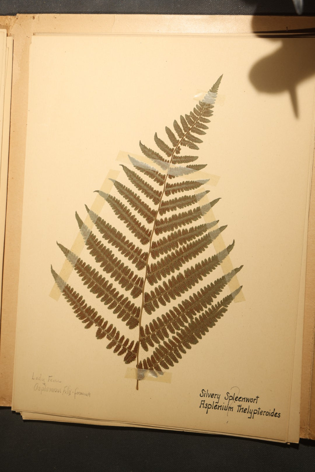 Grouping of five Antique Boy Scout Botany Merit Badge Specimen Collections with Over 100 Pages of Pressed Flowers, Plants, Leaves and Ferns, collected by Commissioner L.E. Sweitzer, Pittsfield, Massachusetts, 1922